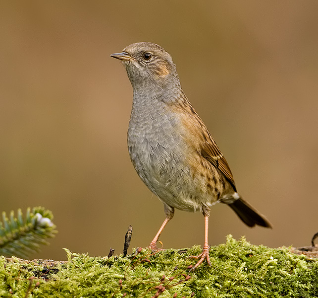 heggenmus in de tuin.jpg